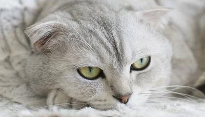 乐鱼-5分钟2球!余星悦助攻郑璐抢点破门完成双响,U20女足2-0领先越南